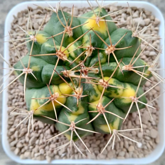 Kaktus Miha Lucky Yellow | Gymnocalycium Mihanovichii Lucky Yellow | Gymno | Lucky Yellow