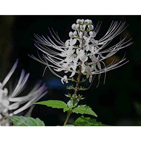 

Daun Kumis Kucing Segar 1,KG Tanaman Herbal Batu Ginjal Sakit Pinggang Pelancar Buang Air Kecil