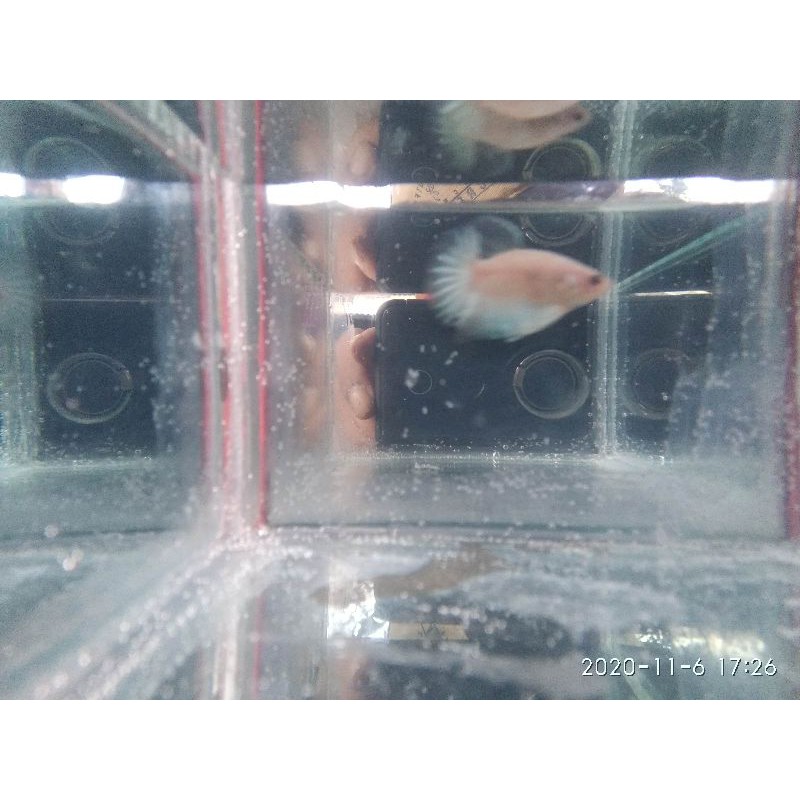 Partai 10 - 20 Cupang Plakat (Besgel / Cello) Proses Mutasi, Line, Nemo G, Koi G. Besgel/Cello