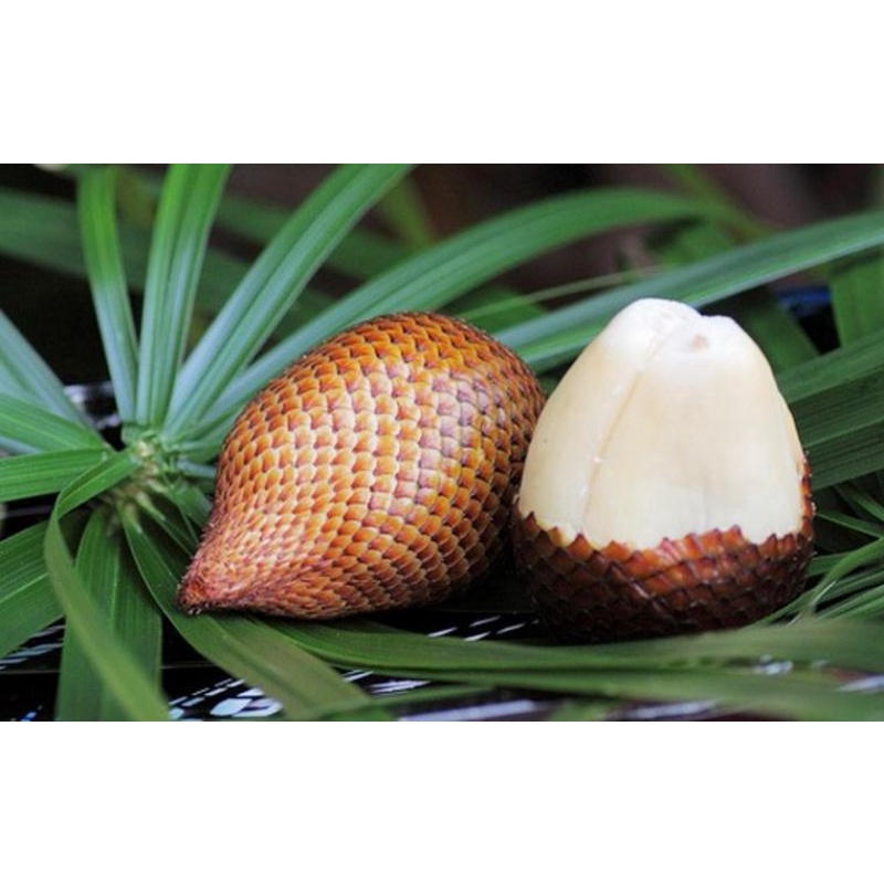 

Buah salak pondoh pondok manis segar 1kg