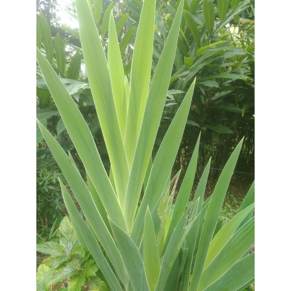 

daun suliga fres per15 lembar