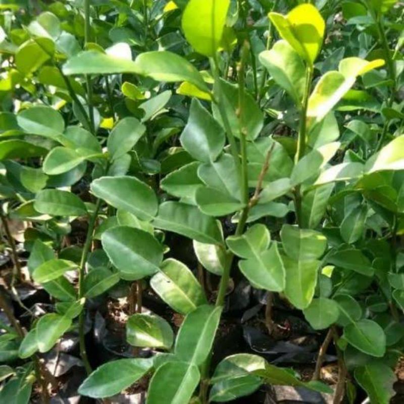 

Daun Jeruk Purut Fresh Segar