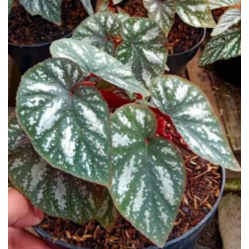 Tanaman Hias Begonia Black Silver Shopee Indonesia