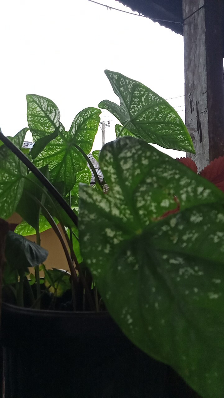 Batik Kemeja Anak Lengan Panjang Ukuran 0-12 Tahun