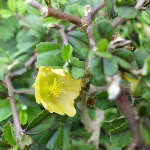 

HERBAL DAUN SIDAGURI 300G