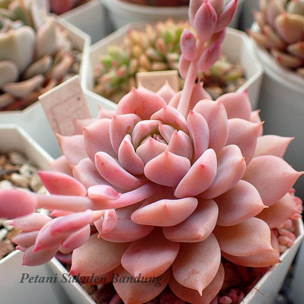 Echeveria Prolivica Sukulen import perform pink korea Kaktus Echeveria tanaman hias cactus skulen