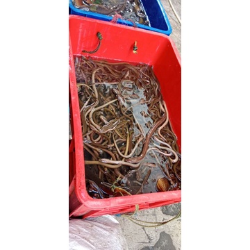 

Belut kecil,bibit/1kg