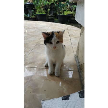 foto gambar kitten kampung, mixdom, (warna putih, abu, orange, calico. anakan ya kak). (khusus area 