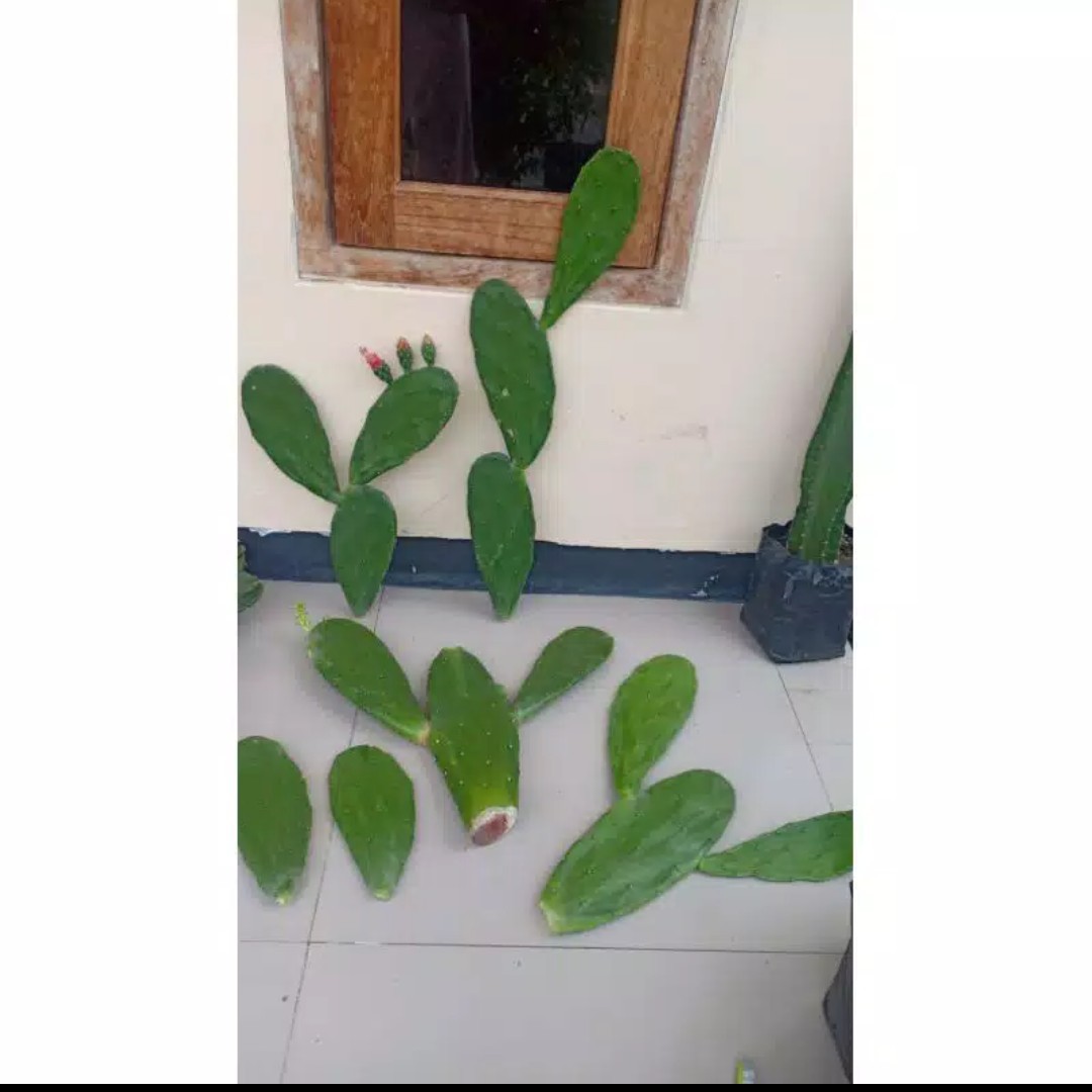 Tempat Celana Dalam Kaos Kaki Dasi Gantung Korean Underwear Pouch