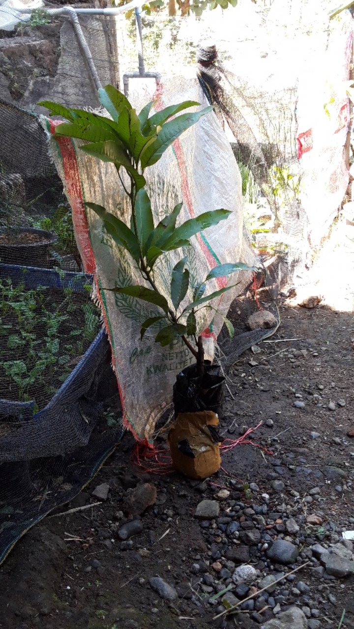 Bibit Buah Mangga Chokanan