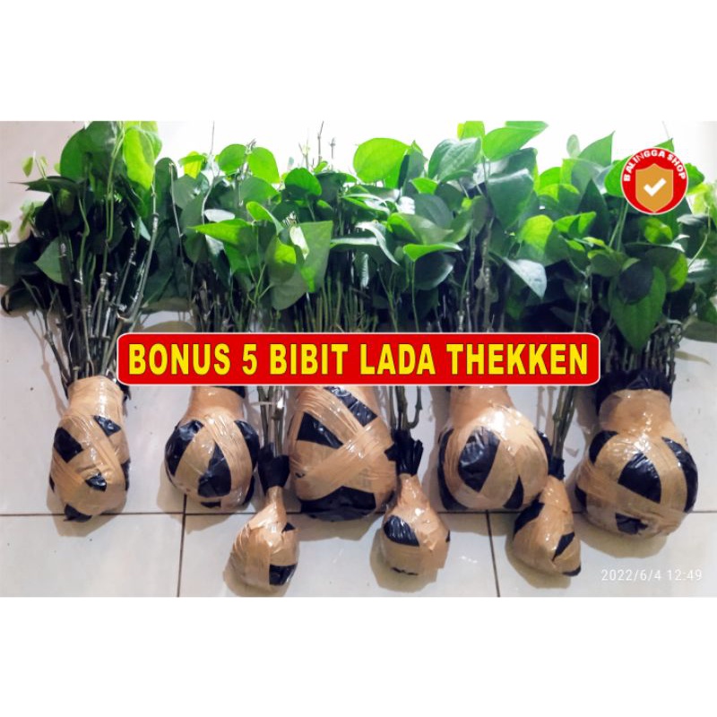 32 Bibit Lada India Sambung Melada