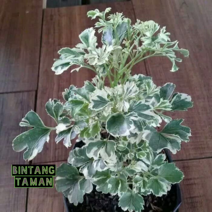 Tanaman Hias andong varigata-andong