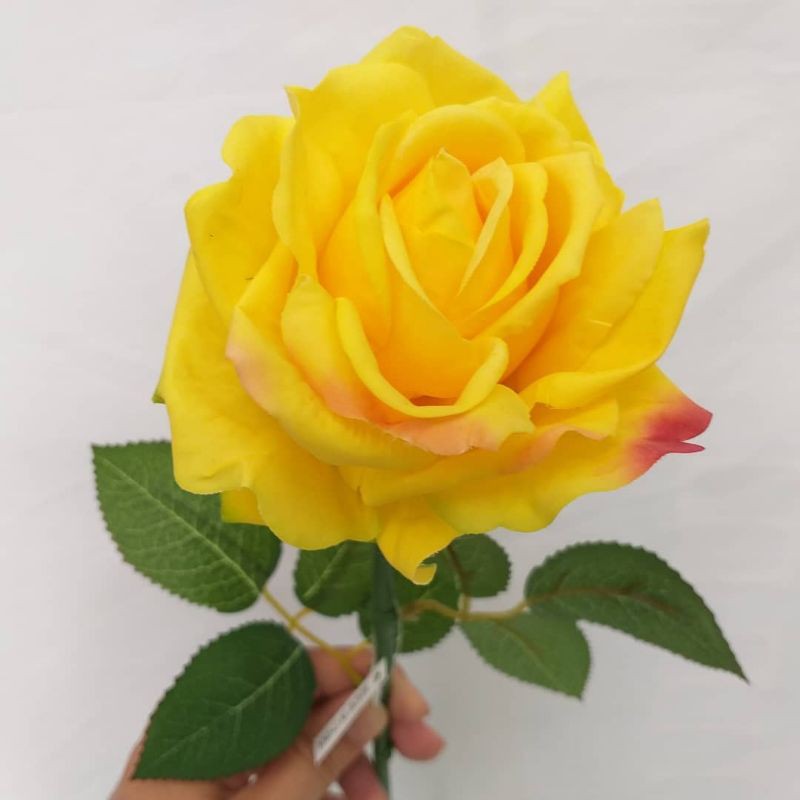 BUNGA ROSE MAWAR SUPER GRADE (WARNA KUNING) | TERMURAH