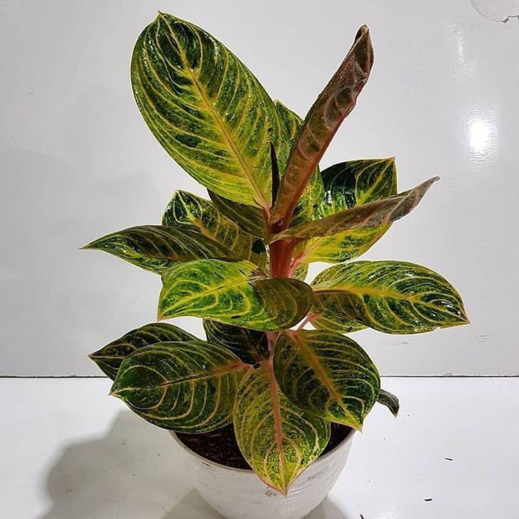 Bonggolan Aglonema Rinjani...