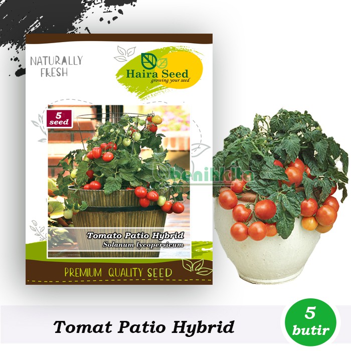 Benih-Bibit Tomat Patio Hibrida (Haira Seed)