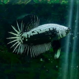 45 Gambar Ikan Cupang Black Samurai Gratis Terbaik