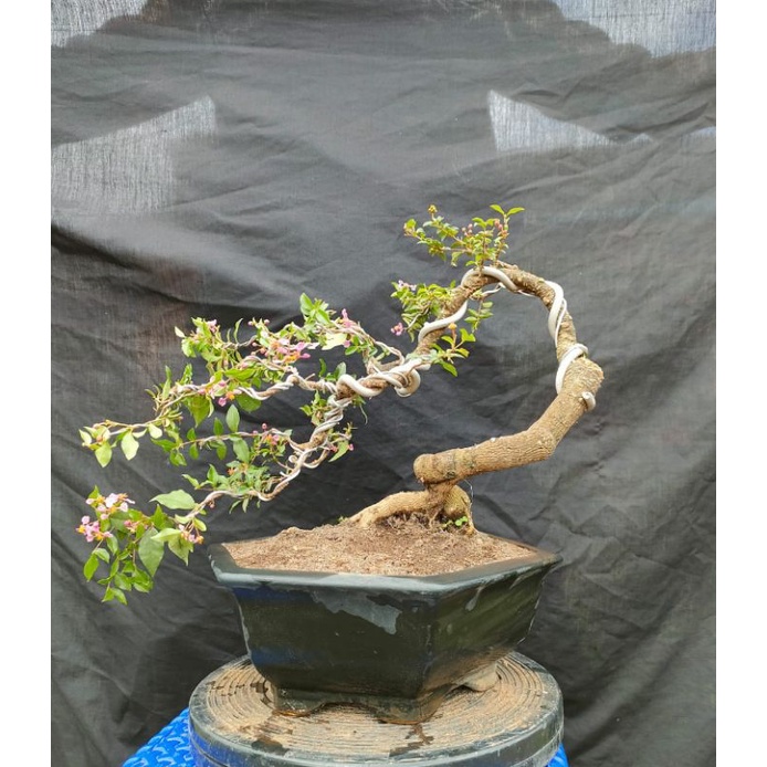 Bonsai Mirten Sakura Bonsai Sakura Micro