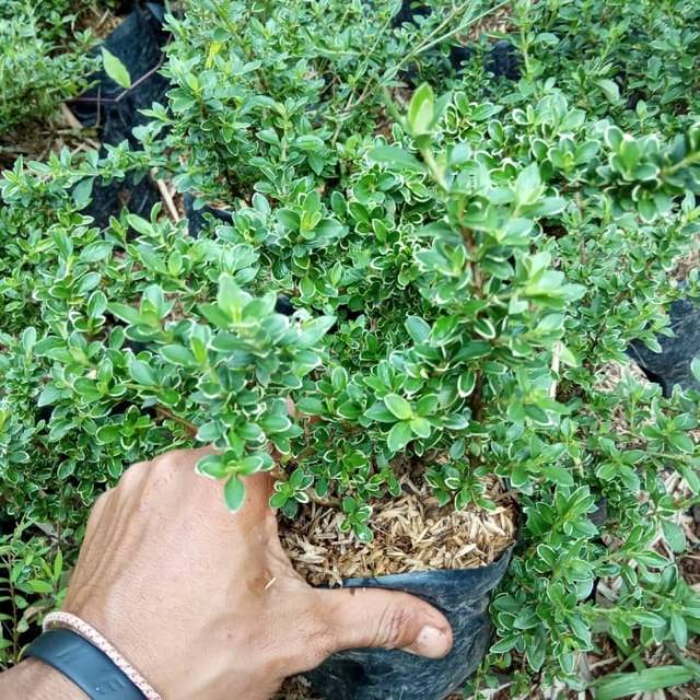 Tanaman hias mirten variegata tanaman hias mirten Tanaman hias mirten variegata tanaman hias mirten