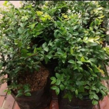 Bibit anggur Brazil/bibit tanaman buah anggur brazil