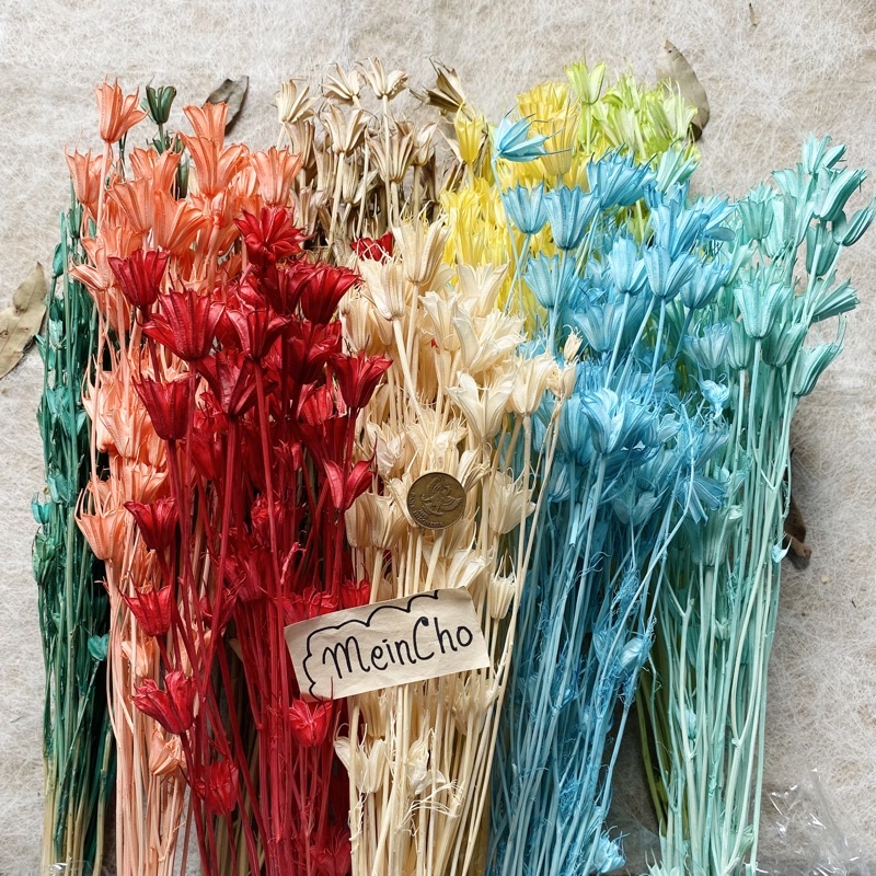(30-40gr) GROSIR Bunga Kering NIGELLA OCTAGON Flower Preserved Rustic Import Aesthetic Rustik Tangka