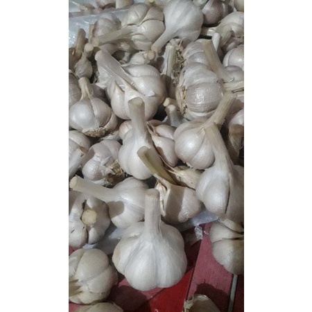 

bawang putih kating MURAH