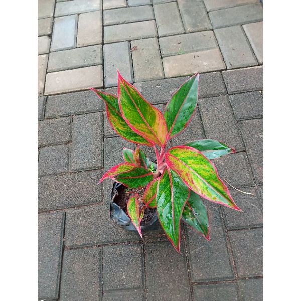 Tanaman Hias Aglonema Lipstik - Pohon Aglonema Lipstik