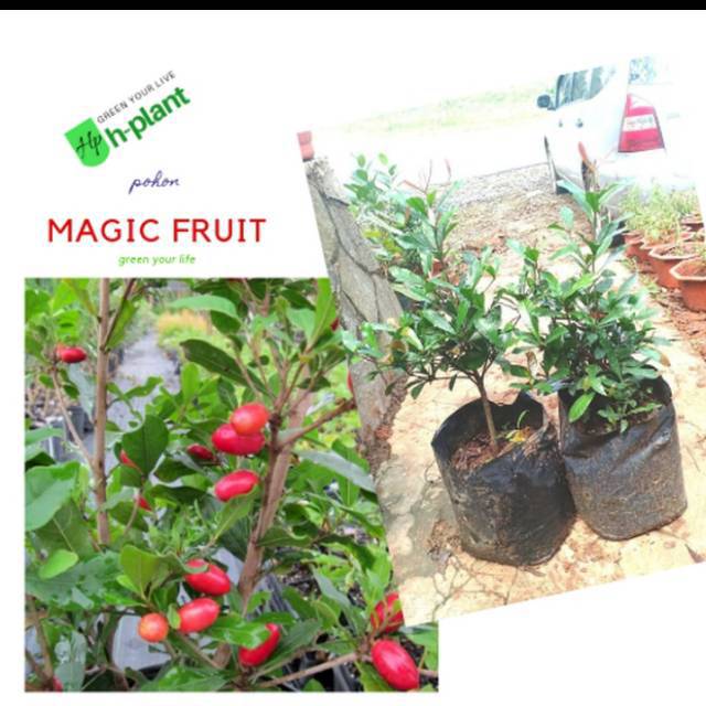 Bibit MIRACLE // pohon Buah magic Fruit // MIRACLE FRUIT // Buah Ajaib