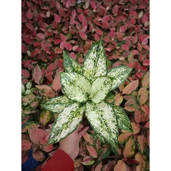 Aglaonema snow White