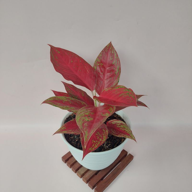 Aglaonema Red Regency