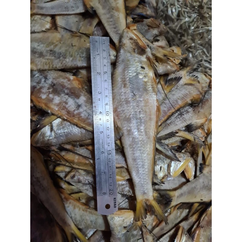 

IKAN BIANG ASIN Berat 1KG (khas bengkalis riau)