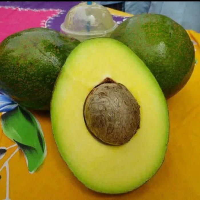 Bibit tanaman Buah Alpukat Miki berbunga