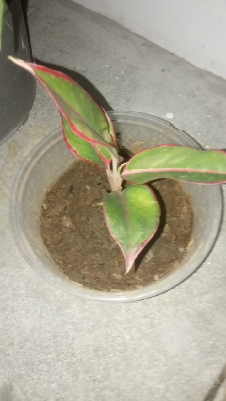 Tanaman Hias Aglonema Lipstik Siam Aurora