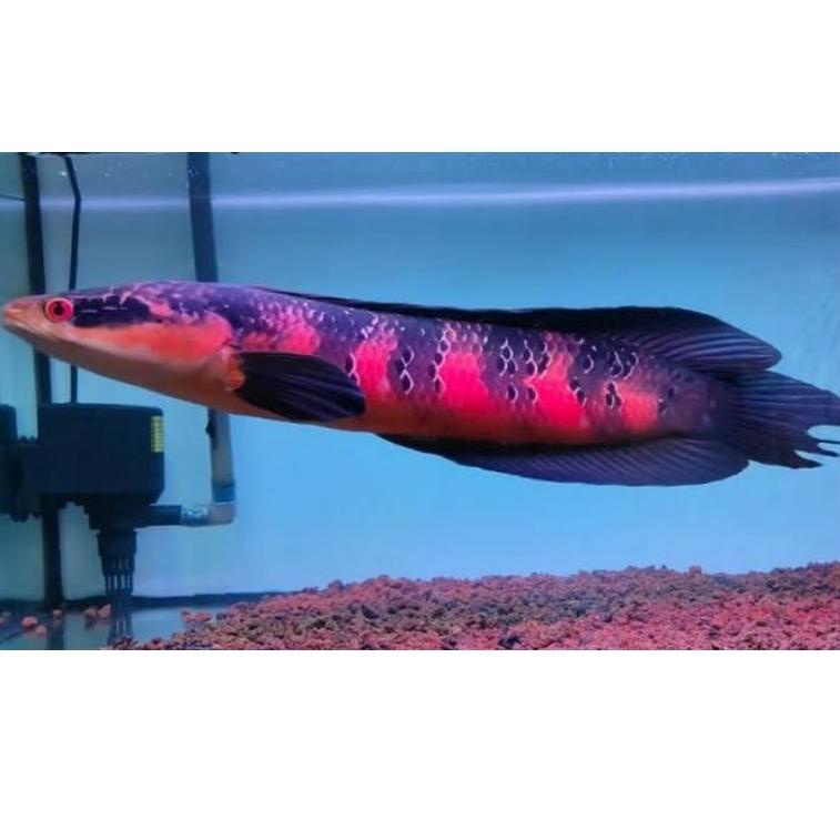 [KODE 0N7FU] Channa Red Barito 3-4cm Grade A