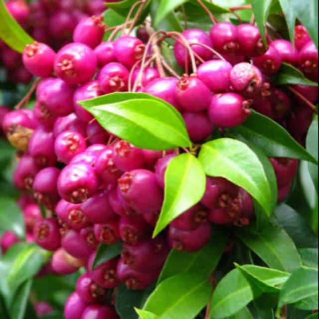 Tanaman Buah Jambu Air Lily Pily