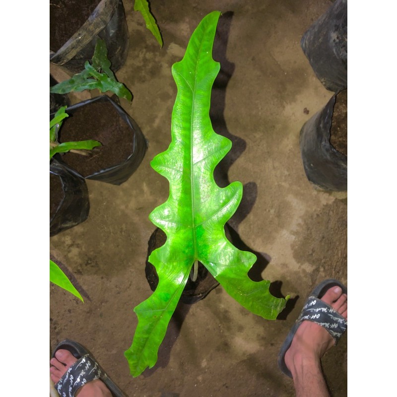 Alocasia Kris Sulawesi