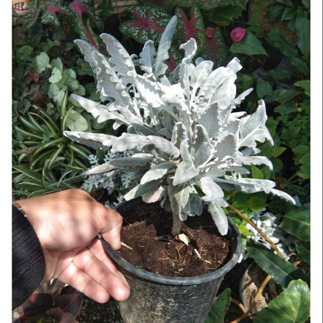 Tanaman hias silver dust bandung