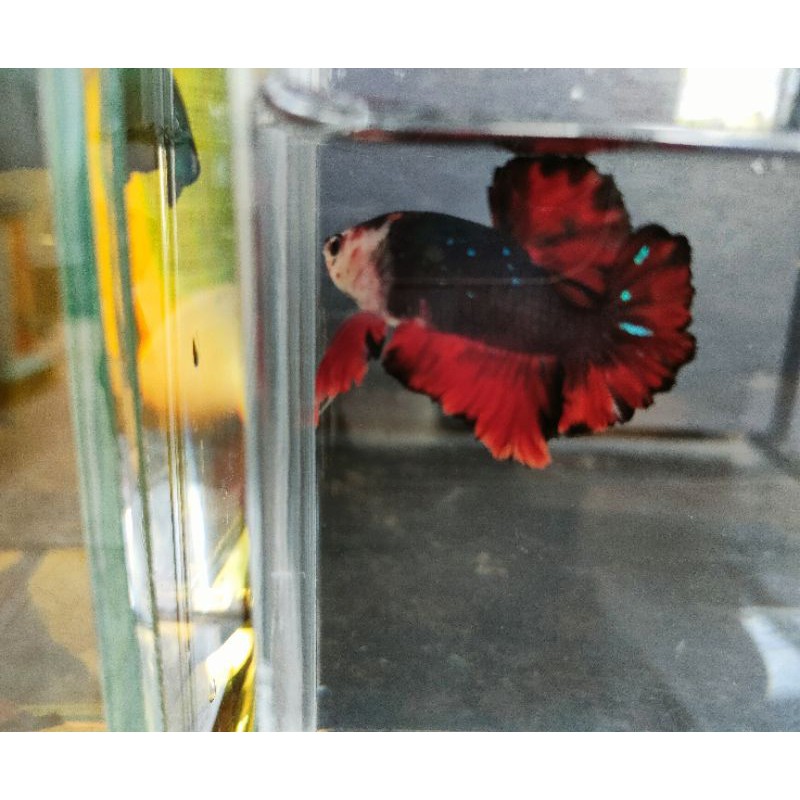 IKAN CUPANG AVATAR VAMPIR MONGKEY FACE