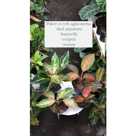 paket 200rb aglaonema striptis butterfly serena dud anjamani