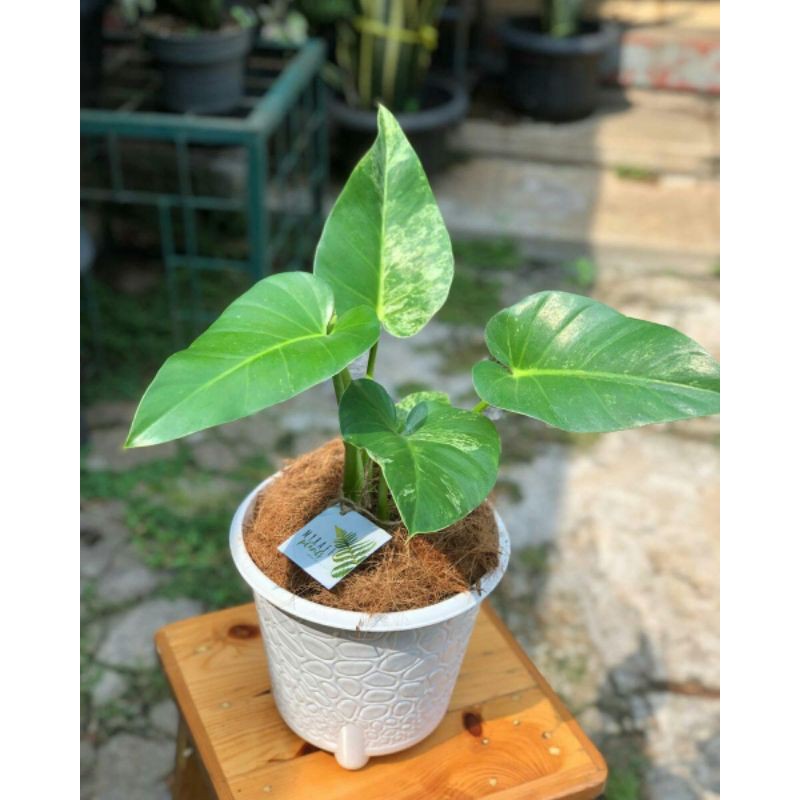 Philo marble varigata - philodendrom varigata