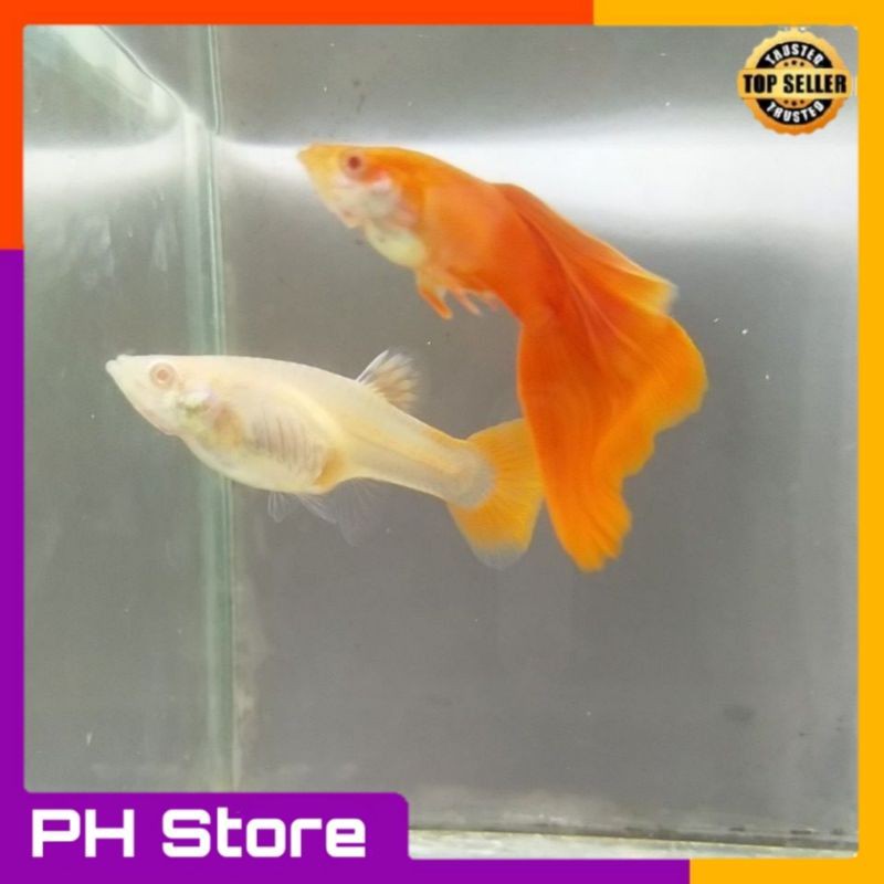 Ikan Guppy AFR Albino Full Red Mata merah sepasang jantan & betina