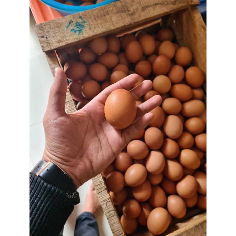 

DA Telur Ayam Fresh 1 Kg Bandung Kulit Tebal