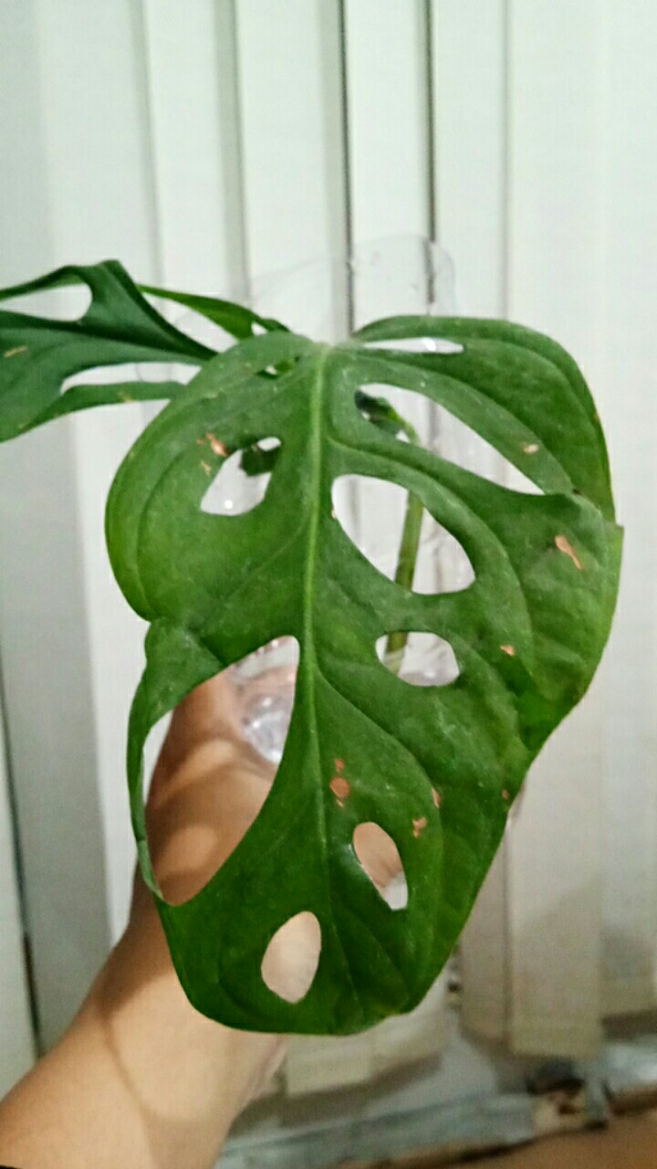 Janda Bolong Andasoni ( Foto Real )