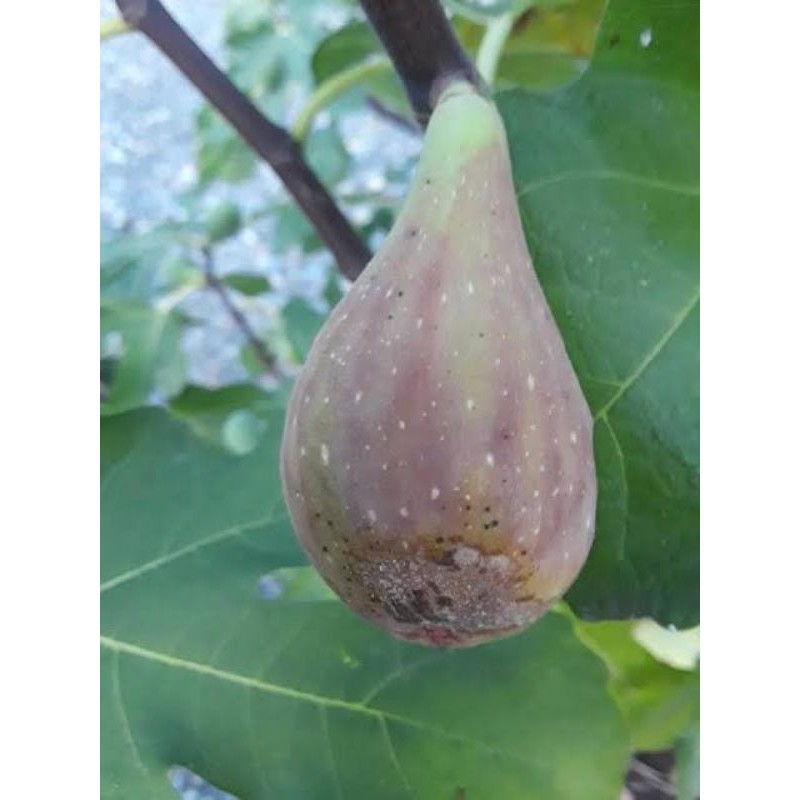 bibit tin/buah tin Ara jenis LDA (Longue D'Aout)