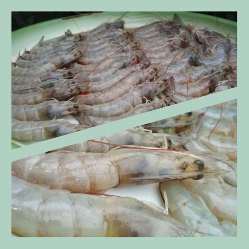 

UDANG VANAME SEGAR/kg