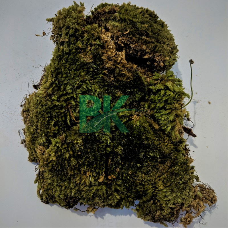 Lumut hutan forest / Lumut Hidup (forest Moss) media tanam kokodema 1 kg