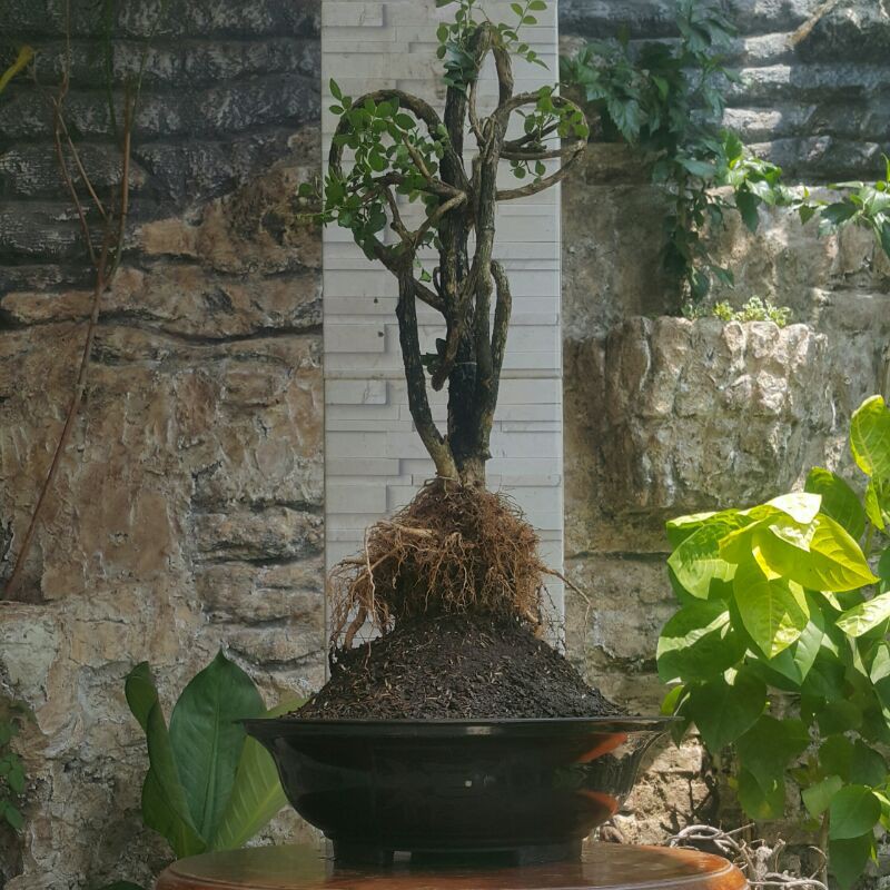 Bonsai Kemuning