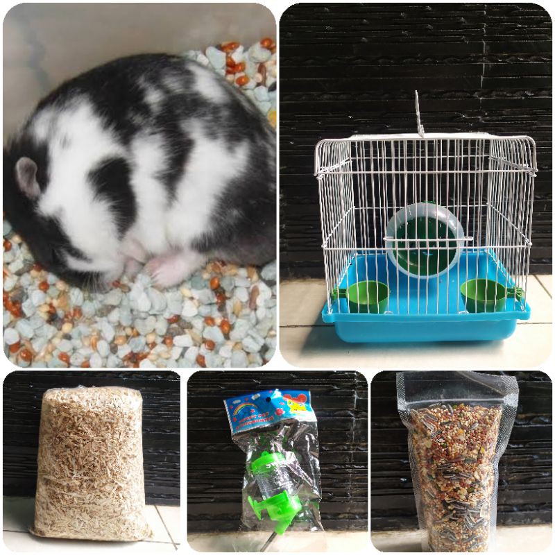 Paket sepasang hamster campbell panda