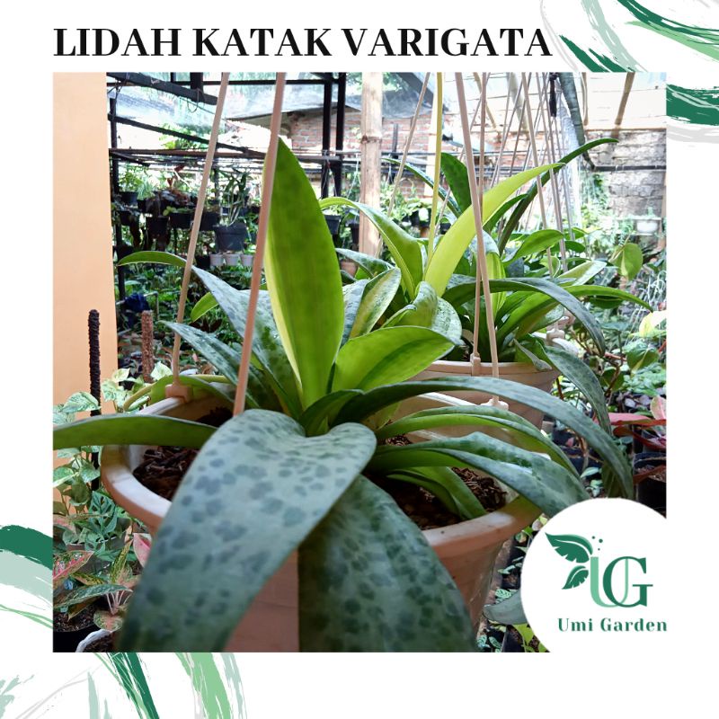 Tanaman Hias Lidah Katak Daun Varigata Hijau Kuning