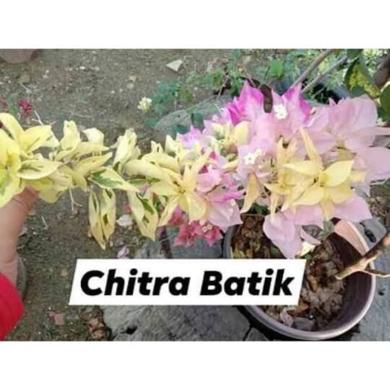 Bougenville / bugenvil Citra Batik