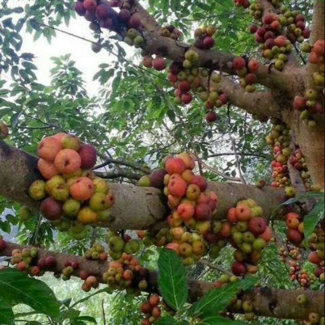 BUAH elo,kupa,lo,ara india 1 kg